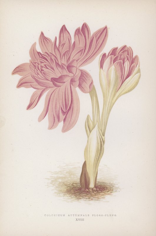 秋天的 Colchicum Flore-pleno（彩色石版画） 作者 英语学校