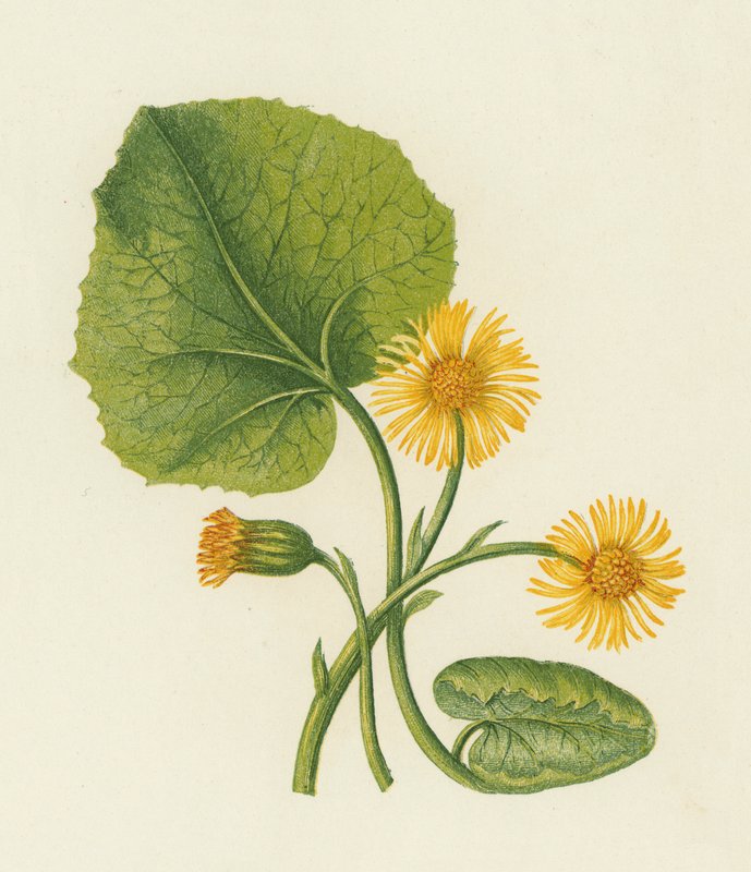 马蹄铁（Tussilago Farfara）（彩色平版）。 作者 英语学校
