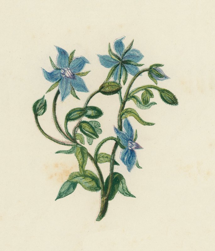 琉璃苣(Borago Officinalis)(彩色平版) 作者 英语学校