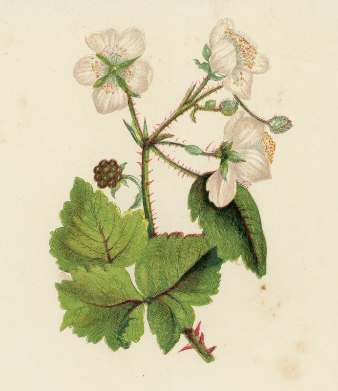 普通荆芥或黑莓，Rubus Fruticosus（彩色石版画） 作者 英语学校