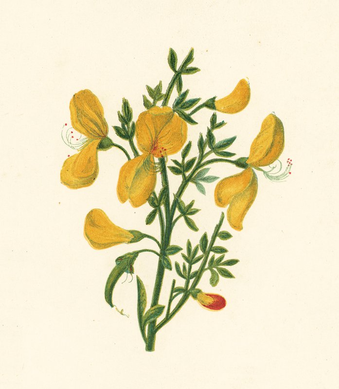 普通扫帚，Cytisus Scoparius（彩色印刷品） 作者 英语学校