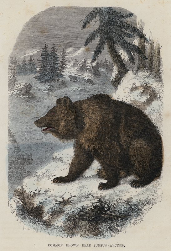 普通棕熊，Ursus Arctos（彩色雕刻） 作者 英语学校