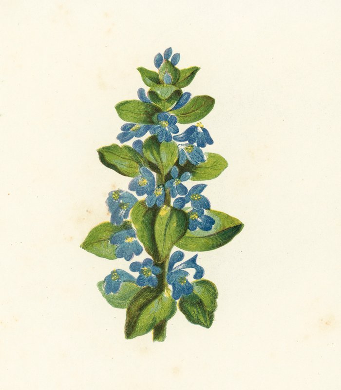 常见的虫子，Ajuga Reptans（彩色石版画） 作者 英语学校