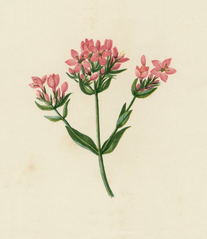 普通半人马座，Erythraea Centaurium（彩色石版画） 作者 英语学校
