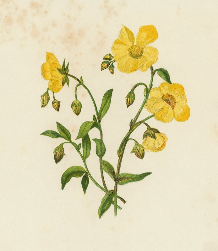 常见的Cistus；或者，岩石玫瑰，Helianthemum Vulgare（彩色平版）。 作者 英语学校