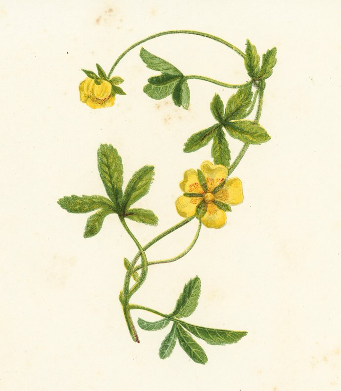普通匍匐五叶草，Potentilla Reptans（彩色石版画） 作者 英语学校