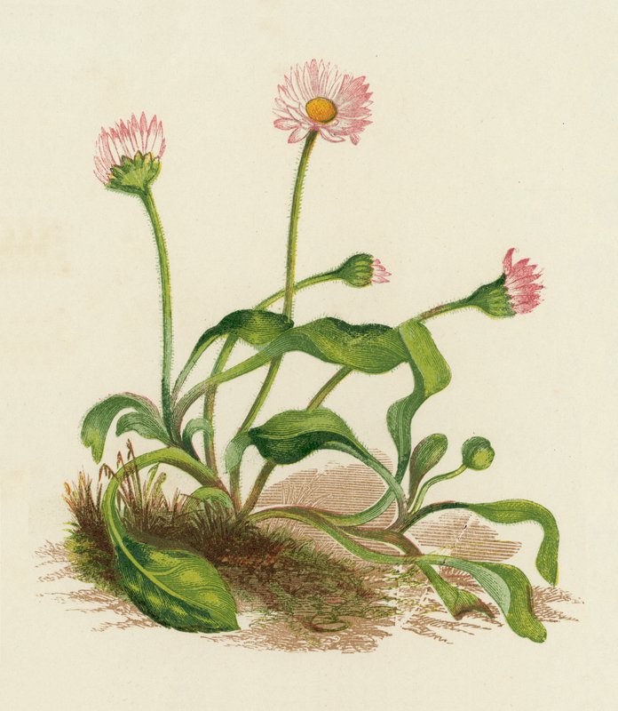 普通雏菊，Bellis Perennis（彩色石版画） 作者 英语学校