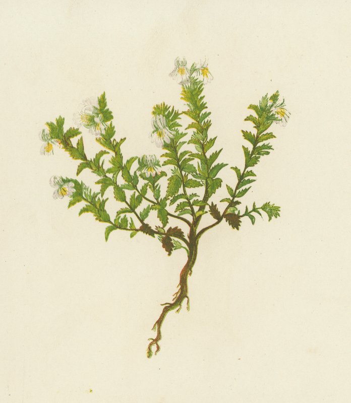 普通眼药，Euphrasia Officinalis（彩色石版画） 作者 英语学校
