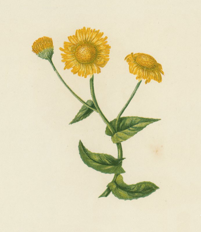 常见的跳蚤茎，Pulicaria Dysenterica（彩色石版画） 作者 英语学校