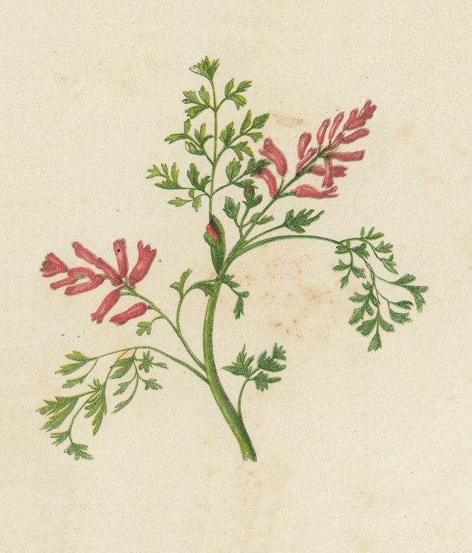 普通烟草，Fumaria Officinalis（彩色平版） 作者 英语学校
