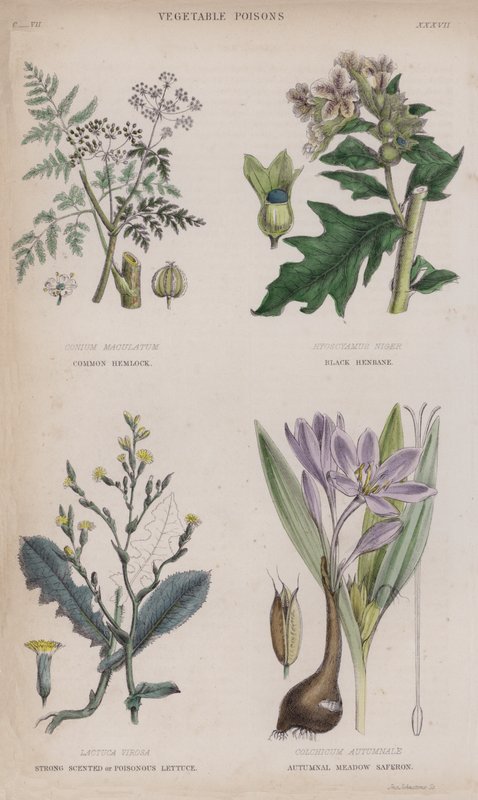 Common Hemlock; Black Henbane; Strong Scented or Poisonous Lettuce; Autumnal Meadow Saferon (coloured engraving) 作者 英语学校