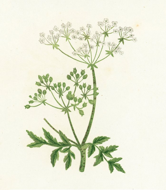 常见的铁杉，Conium Maculatum 作者 英语学校