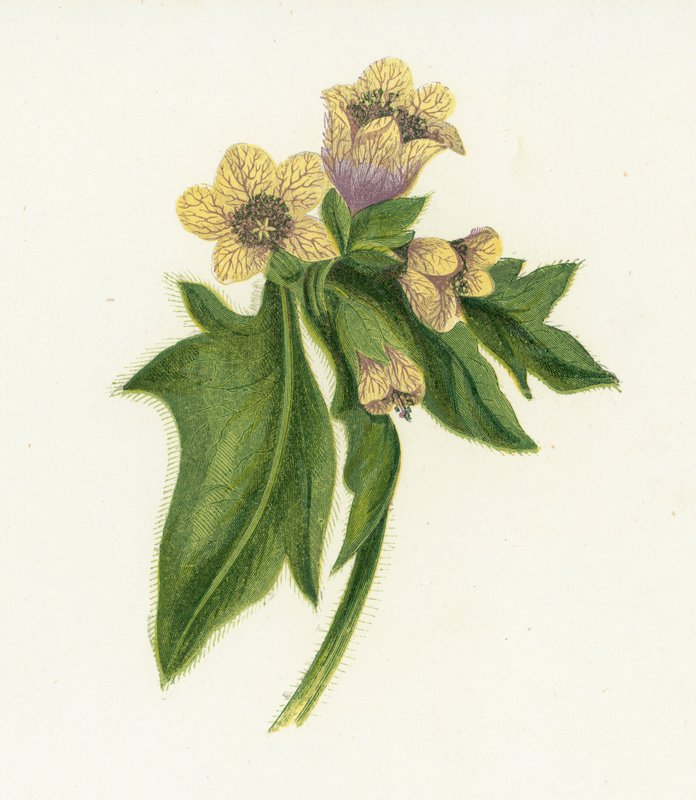 常见的Henbane，Hyoscyamus Niger 作者 英语学校