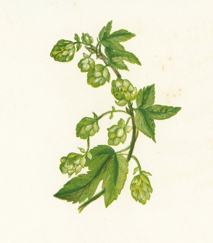 共同的Hop，Humulus Lupulus 作者 英语学校