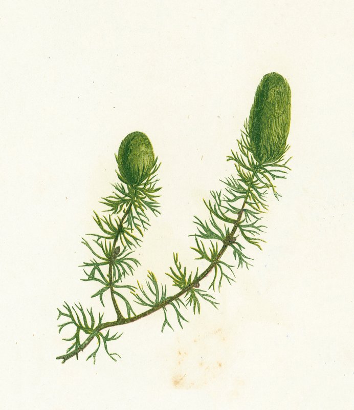 常见的Hornwort，Ceratophyllum Demersum 作者 英语学校