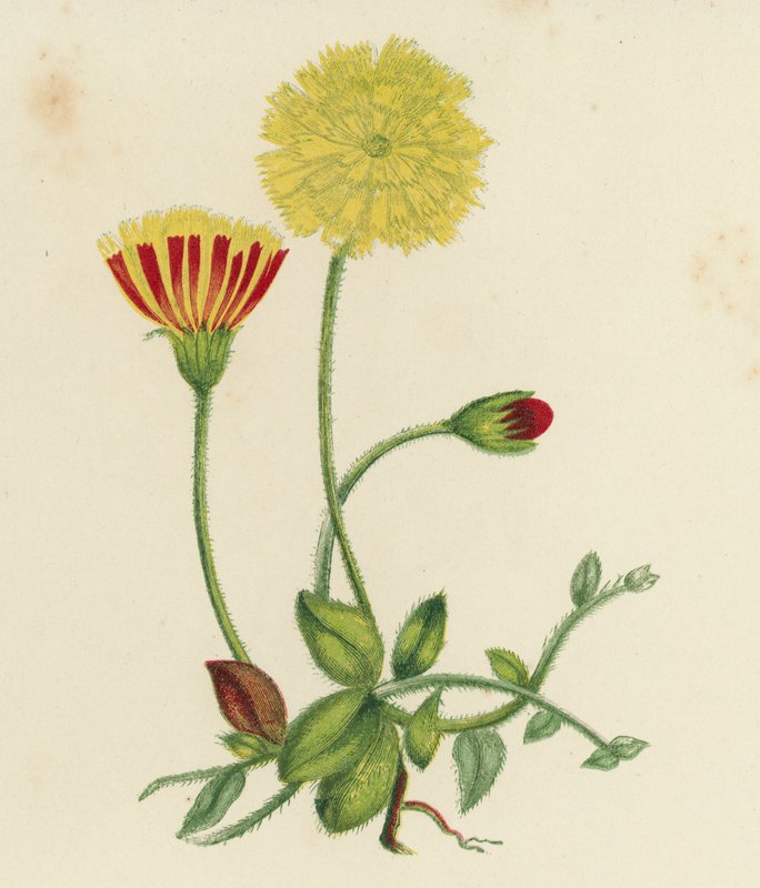 普通鼠耳鹰草，Hieracium Pilosella（彩色石版画） 作者 英语学校