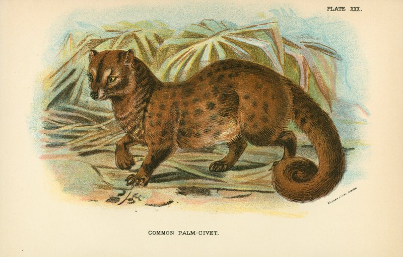常见的Palm-Civet 作者 英语学校