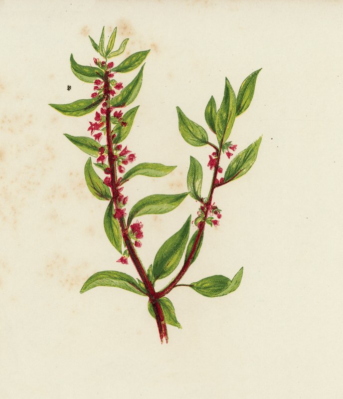 墙上常见的黄蓍，Parietaria Officinalis（彩色石版画） 作者 英语学校