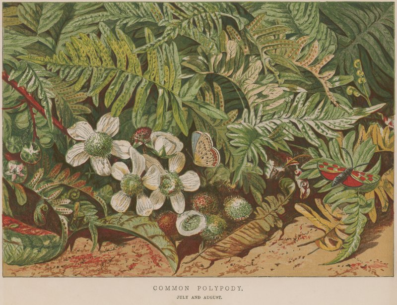 常见的Polypody 作者 英语学校