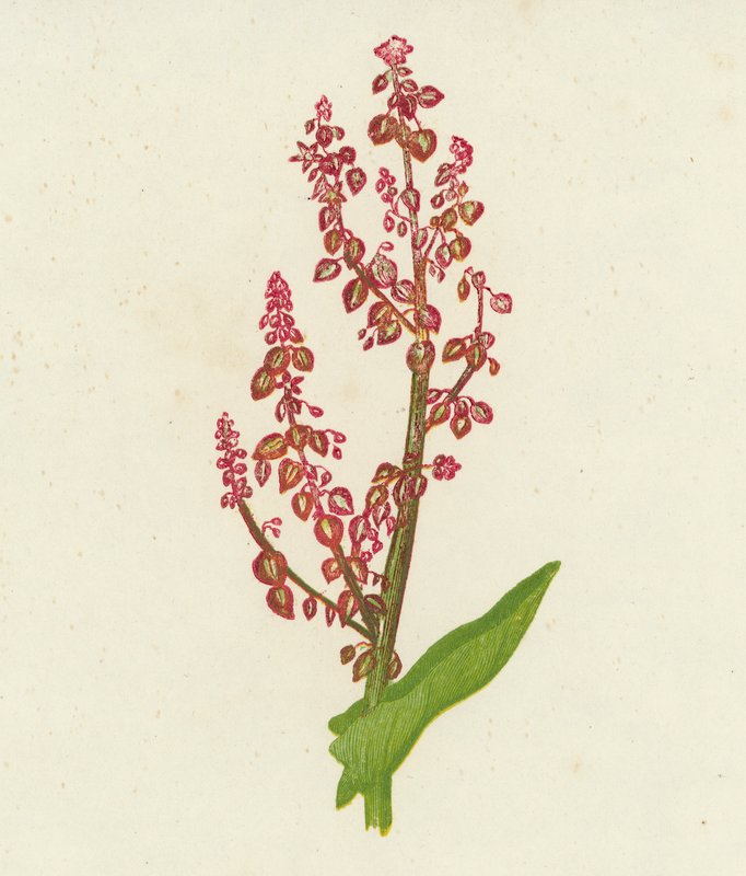 普通苏木，Rumex Acetosa（彩色石版画） 作者 英语学校
