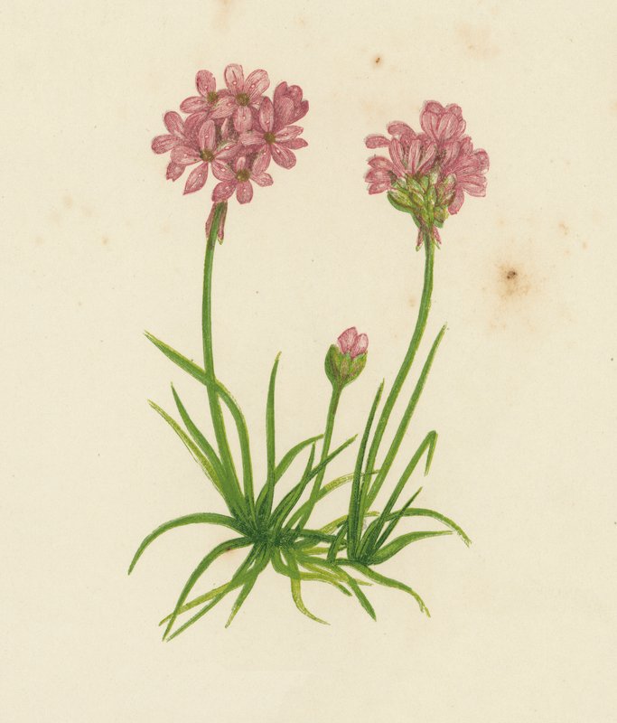 常见的漂流物，Statice Armeria（彩色印刷品） 作者 英语学校
