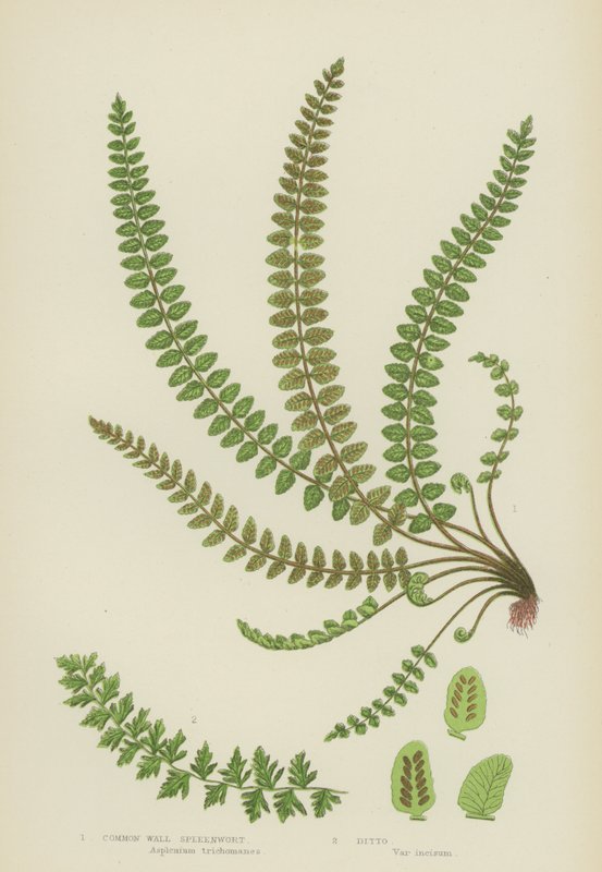 Common Wall Spleenwort（彩色石版画） 作者 英语学校