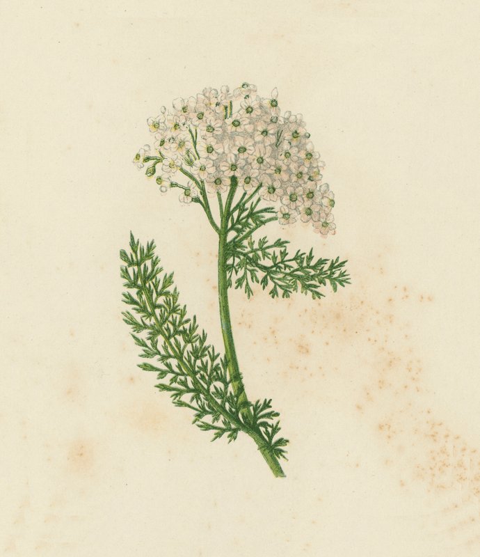 普通蓍草或Milfoil，Achillea Millefolium（彩色平版）。 作者 英语学校