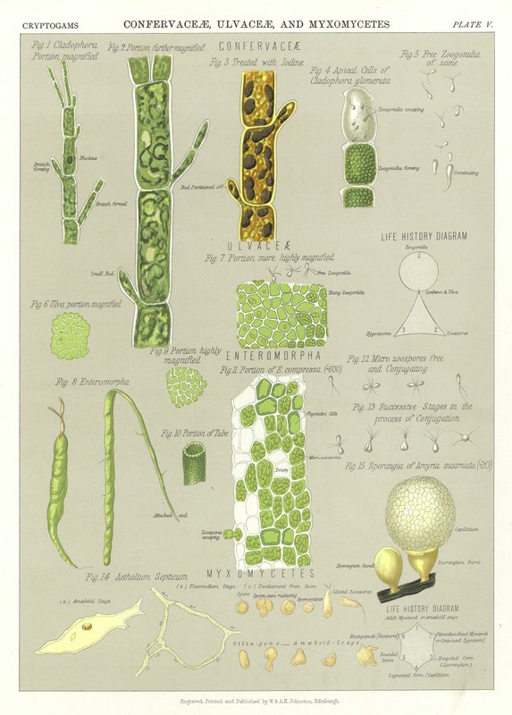 Confervaceae，Ulvaceae和Myxomycetes 作者 英语学校