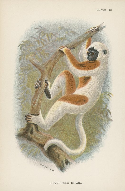 Coquerels Sifaka 作者 英语学校
