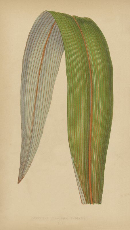 Cordyline（龙血树）不可分割 作者 英语学校