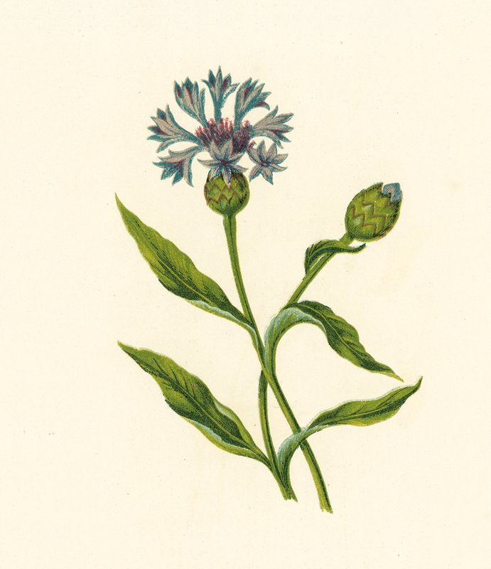 玉米蓝瓶，Centaurea Cyanus（彩色石版画） 作者 英语学校