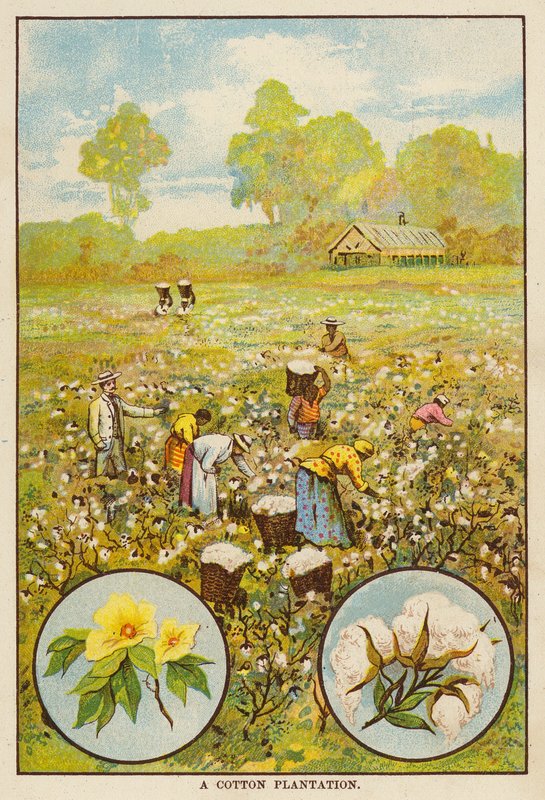 棉花种植园（彩色石版印刷） 作者 英语学校