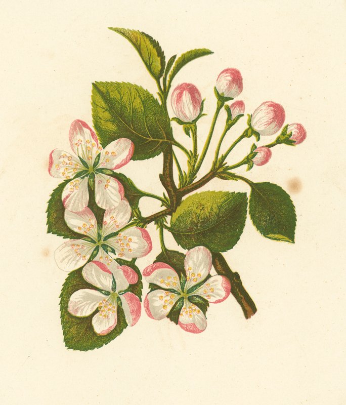 蟹苹果，Pyrus Malus（彩色石版画） 作者 英语学校