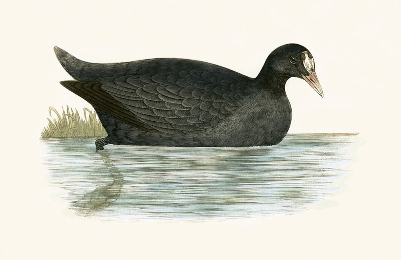 Crested Coot，来自&39;不列颠群岛未观察到的欧洲鸟类历史&39;的插图作者：Charles Robert Bree（1811-86），1867年出版 作者 英语学校