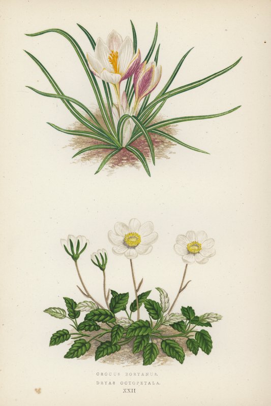 Crocus Boryanus；Dryas Octopetala（彩色石版画） 作者 英语学校