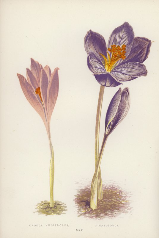 番红花裸花； C Speciosus（彩色光刻） 作者 英语学校