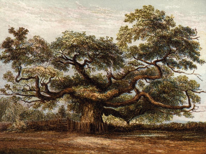 Crouch Oak，Addlestone 作者 英语学校
