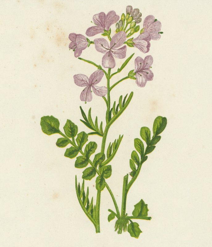 杜鹃花，Cardamine Pratensis（彩色石版画） 作者 英语学校