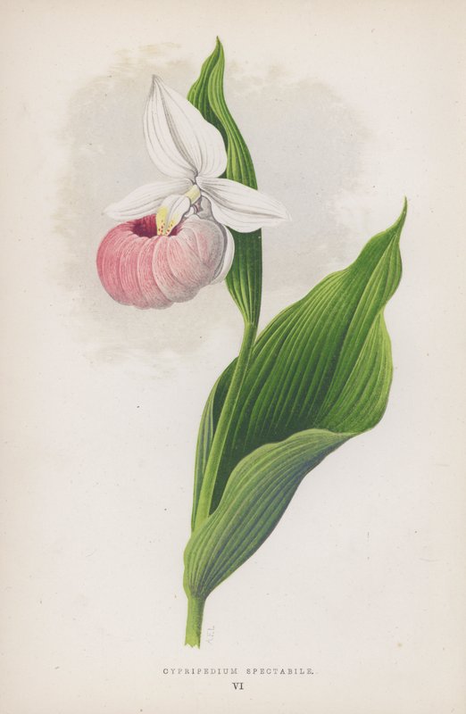 Cypripedium Spectabile（彩色石版画） 作者 英语学校