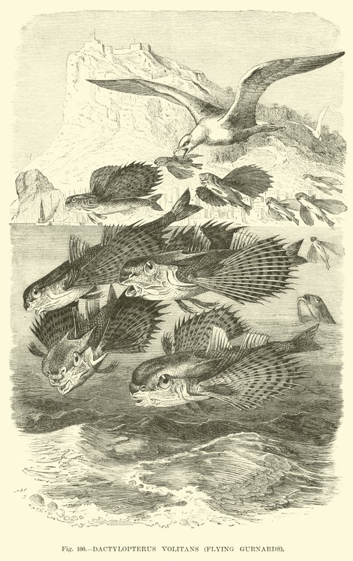 Dactylopterus Volitans，飞行鲂鱼 作者 英语学校