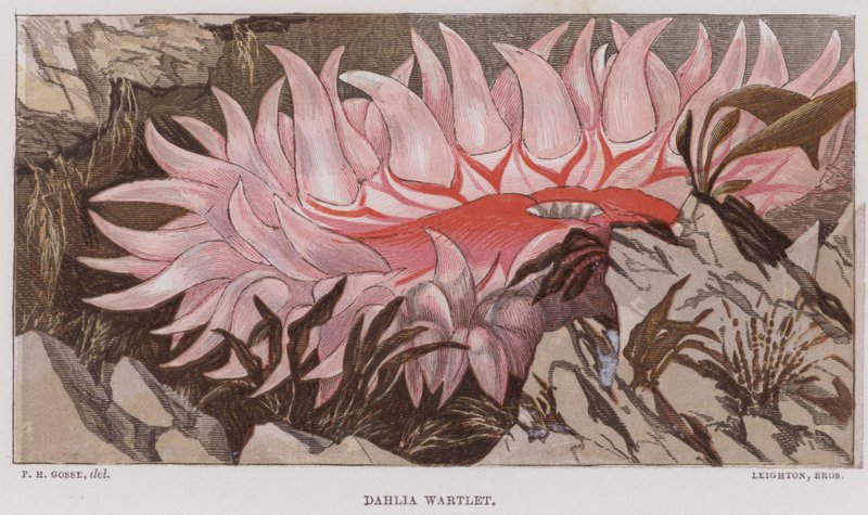 大丽花 Wartlet（彩色石版画） 作者 英语学校