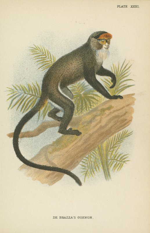 来自Brazzas Guenon 作者 英语学校