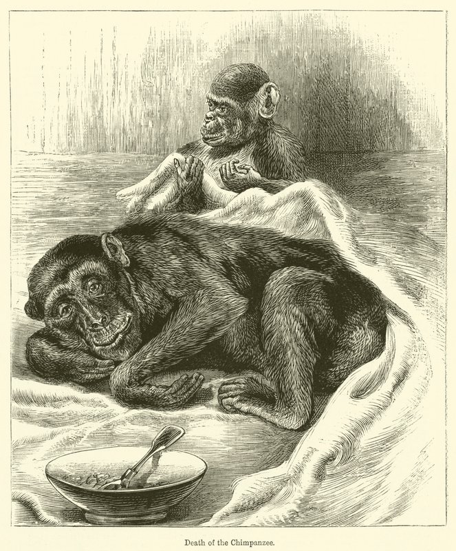 黑猩猩之死（雕版画） 作者 英语学校