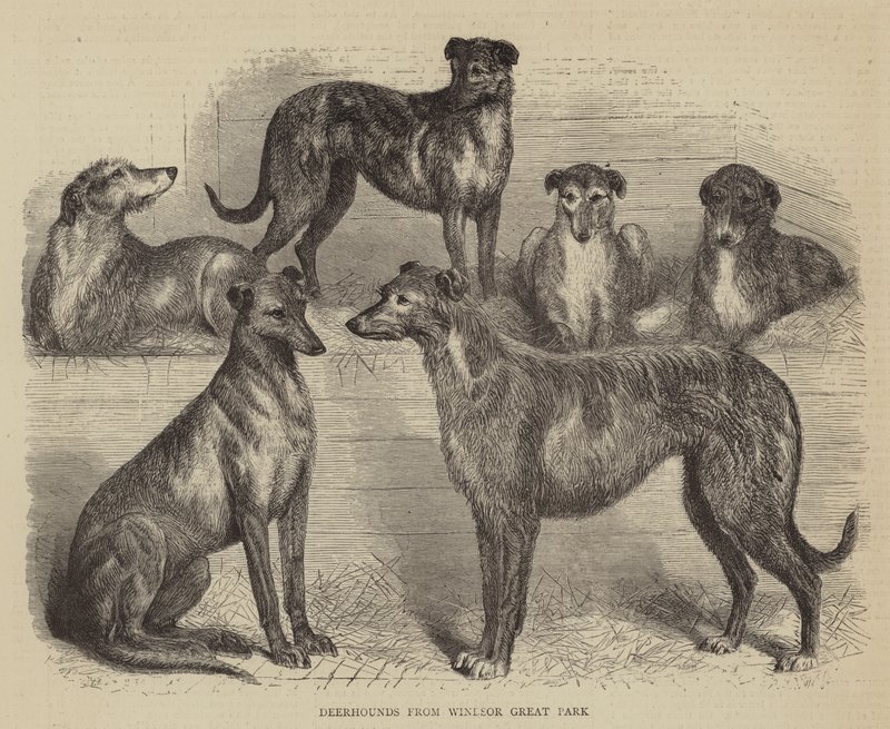 Deerhounds from Windsor Great Park (engraving) 作者 英语学校