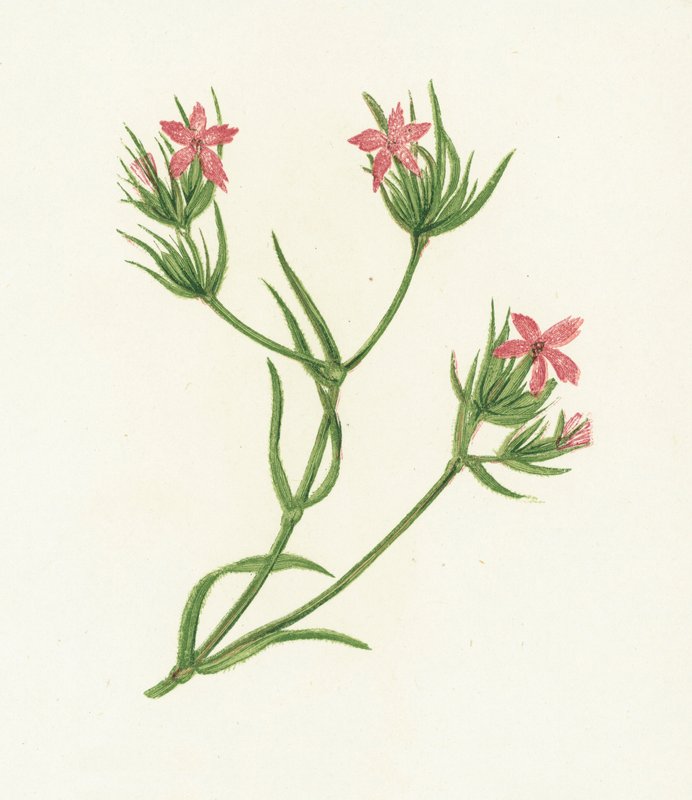 Deptford Pink，Dianthus Armeria 作者 英语学校