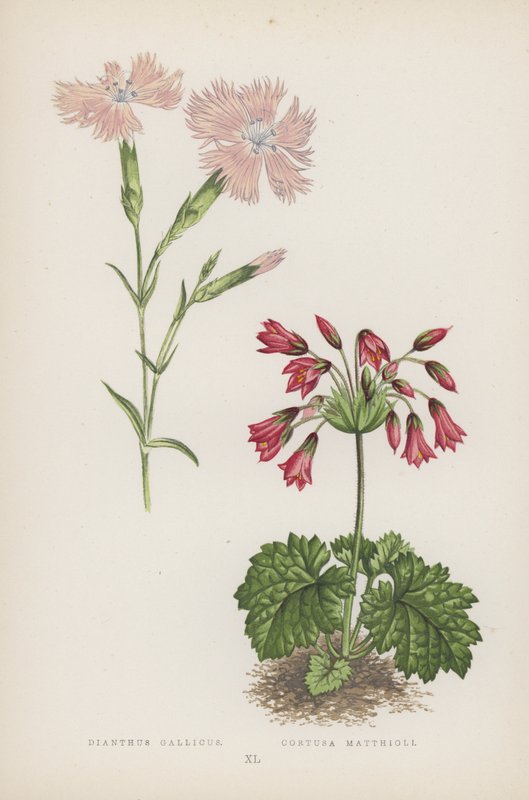 石竹; Cortusa Matthioli（彩色光刻） 作者 英语学校