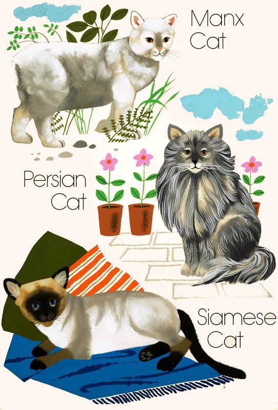 家猫 作者 英语学校
