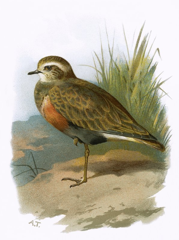 Dotterel 作者 英语学校