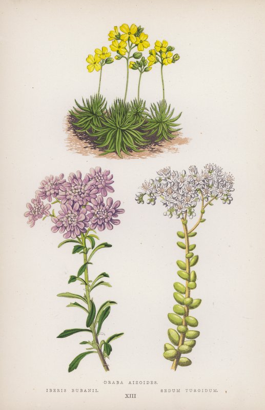 Draba aizoides；Iberis bubanii；Sedum turgidum（彩色石版画） 作者 英语学校