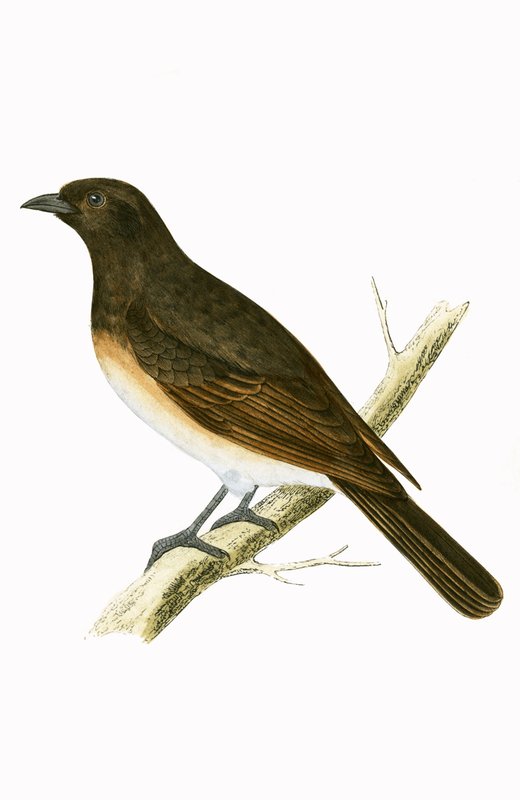 Dusky Ixos，“查尔斯·罗伯特·布里（1811-86）在1867年出版的”不列颠群岛未观察到的欧洲鸟类历史“中的插图 作者 英语学校